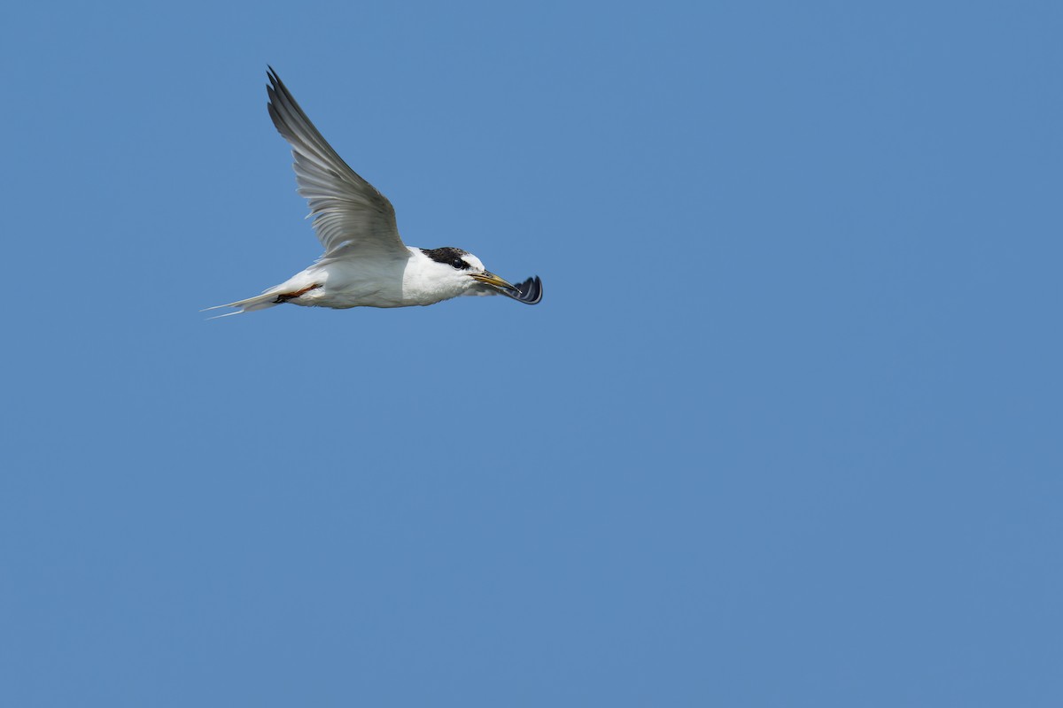 Little Tern - ML474559851