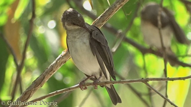 Brown-backed Honeyeater - ML474560231