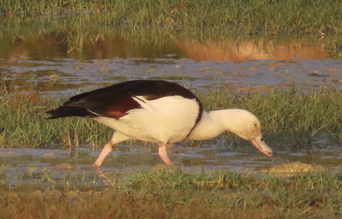 Radjah Shelduck - ML474560851