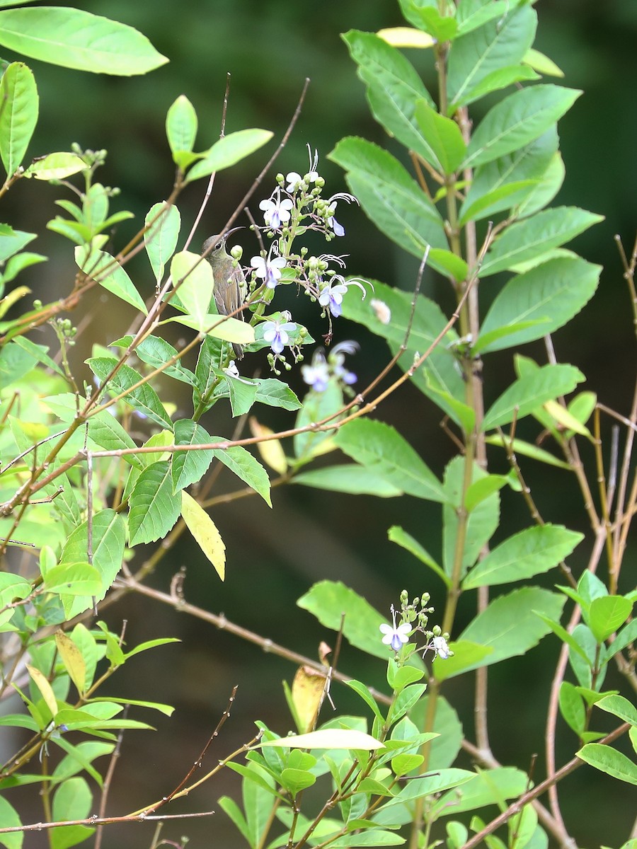 tanımsız nektarkuşu (Nectariniidae sp.) - ML474560971