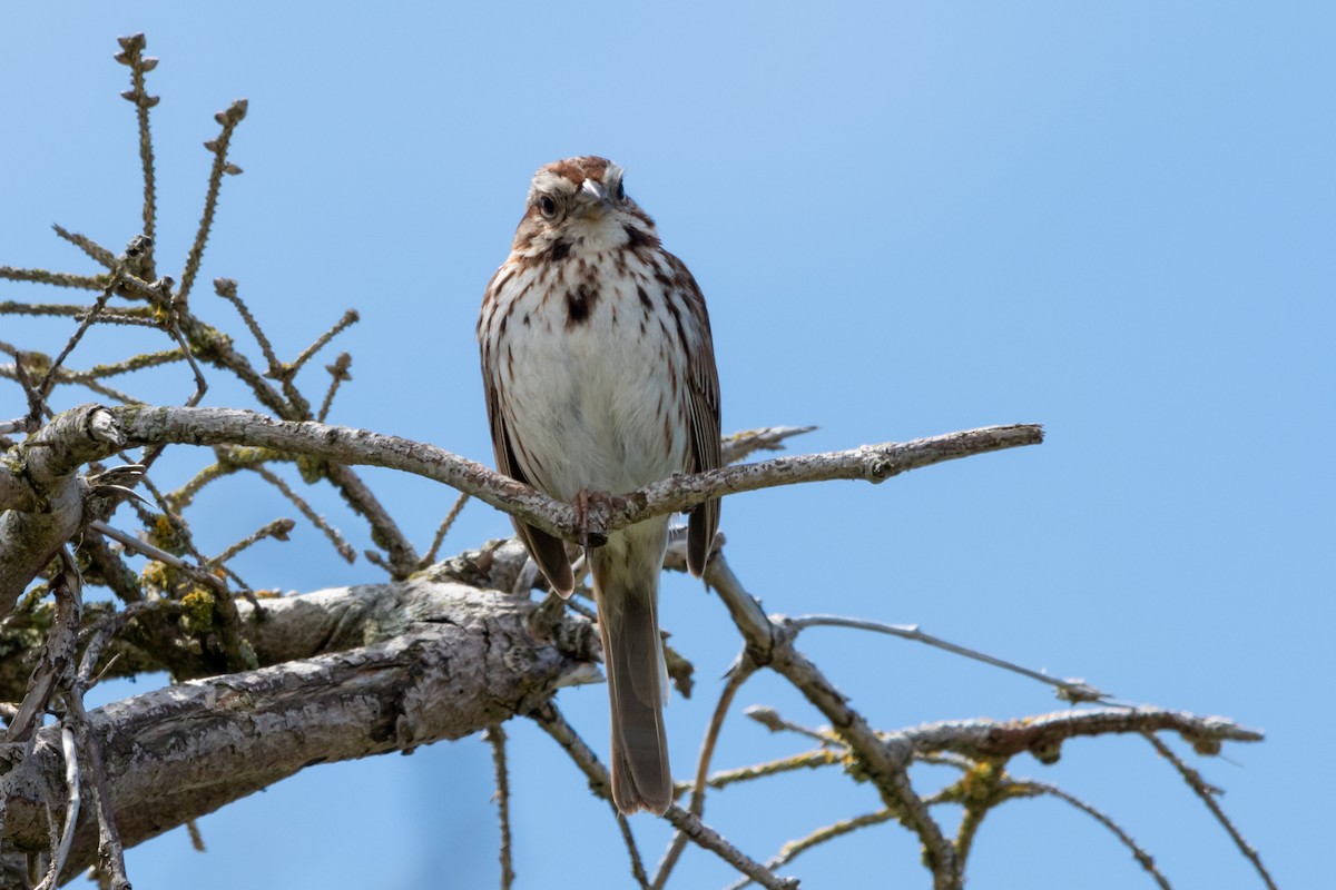 Song Sparrow - Holger Köhler