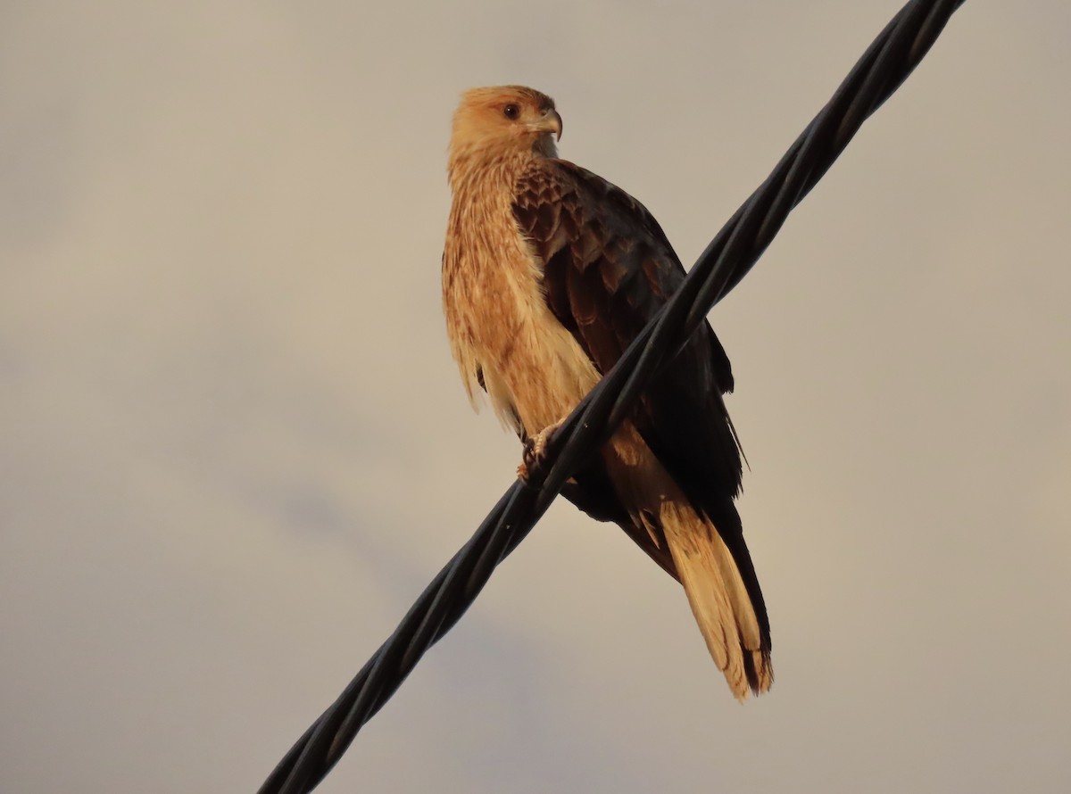 Whistling Kite - ML474561251