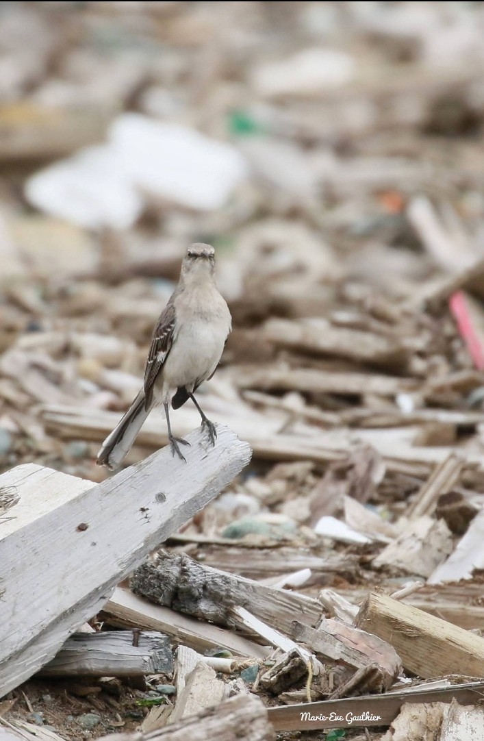 Northern Mockingbird - Marie-Eve Gauthier