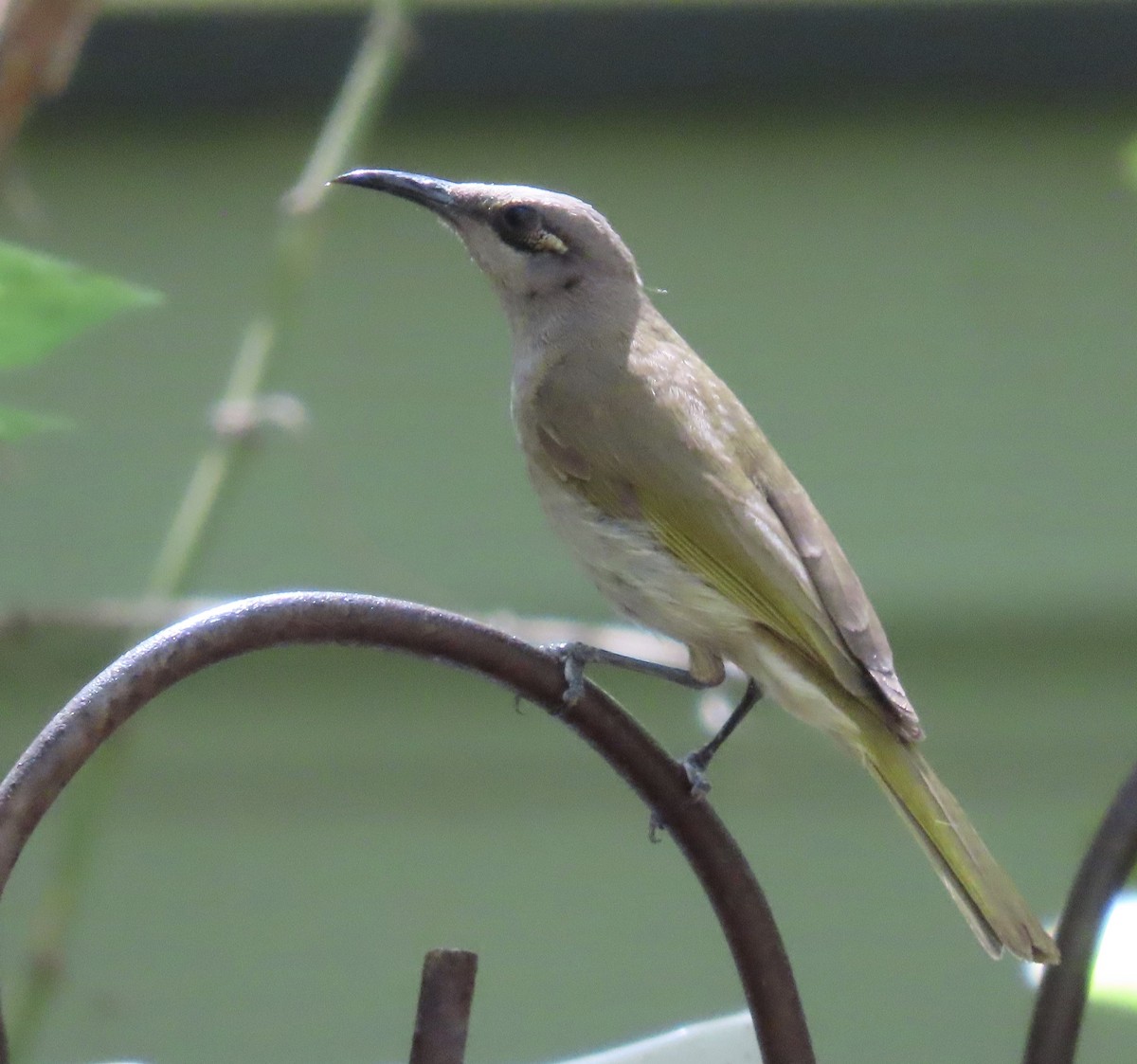 Brown Honeyeater - ML474562801