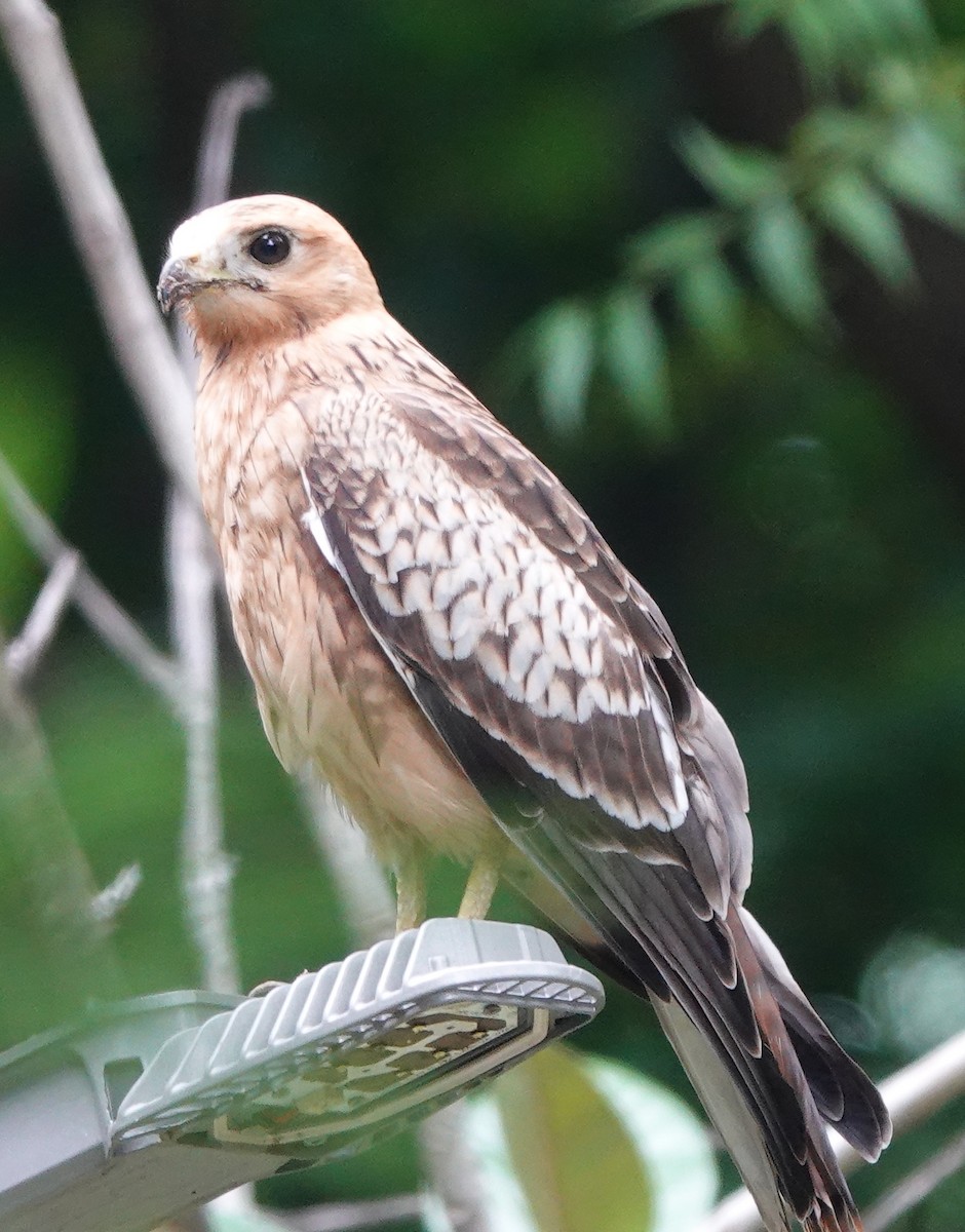 White-eyed Buzzard - ML474562971