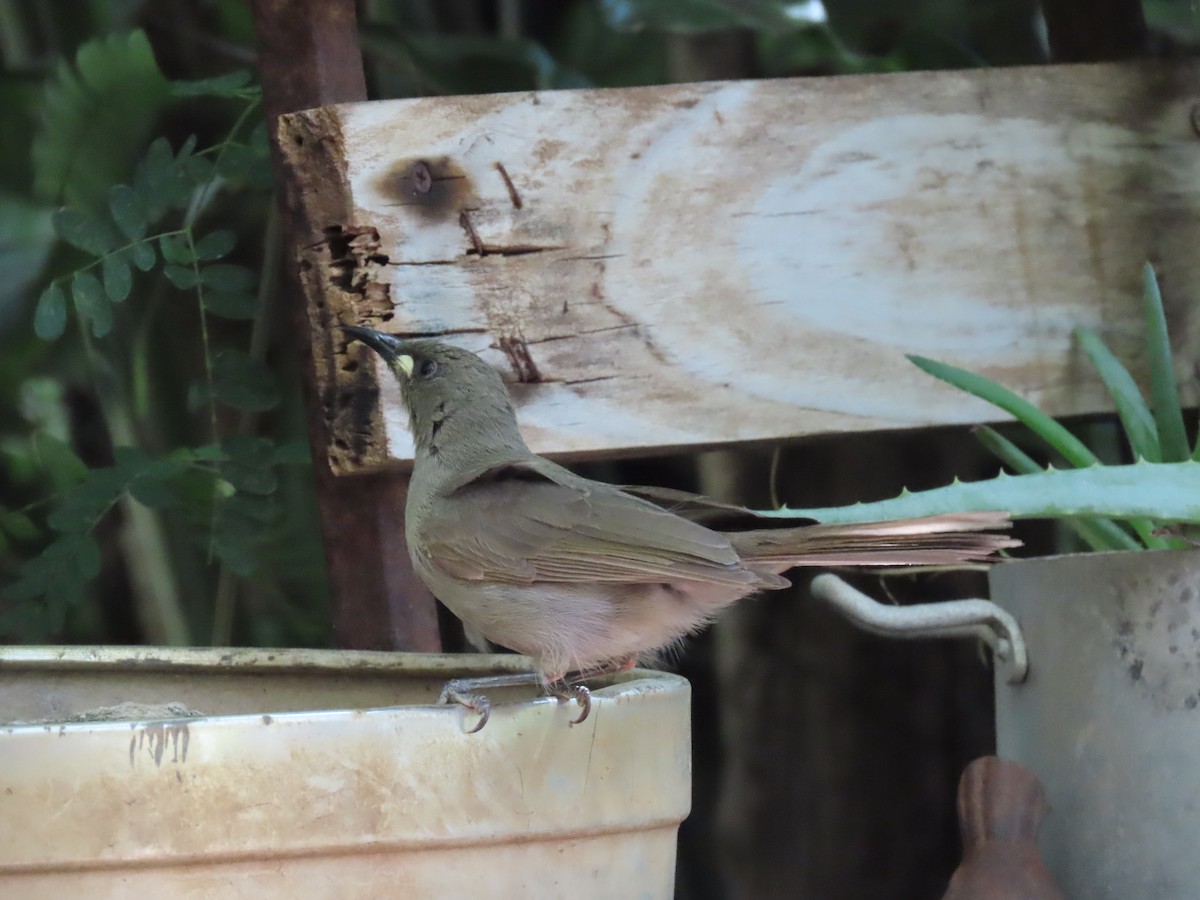 White-gaped Honeyeater - ML474563001