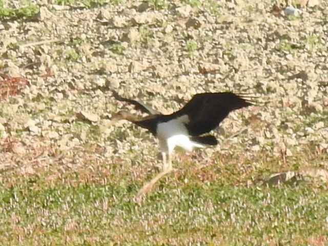 Black Stork - Chemi Ibáñez de la Fuente