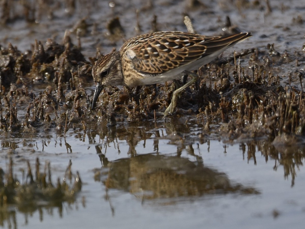 pygmésnipe - ML474563451