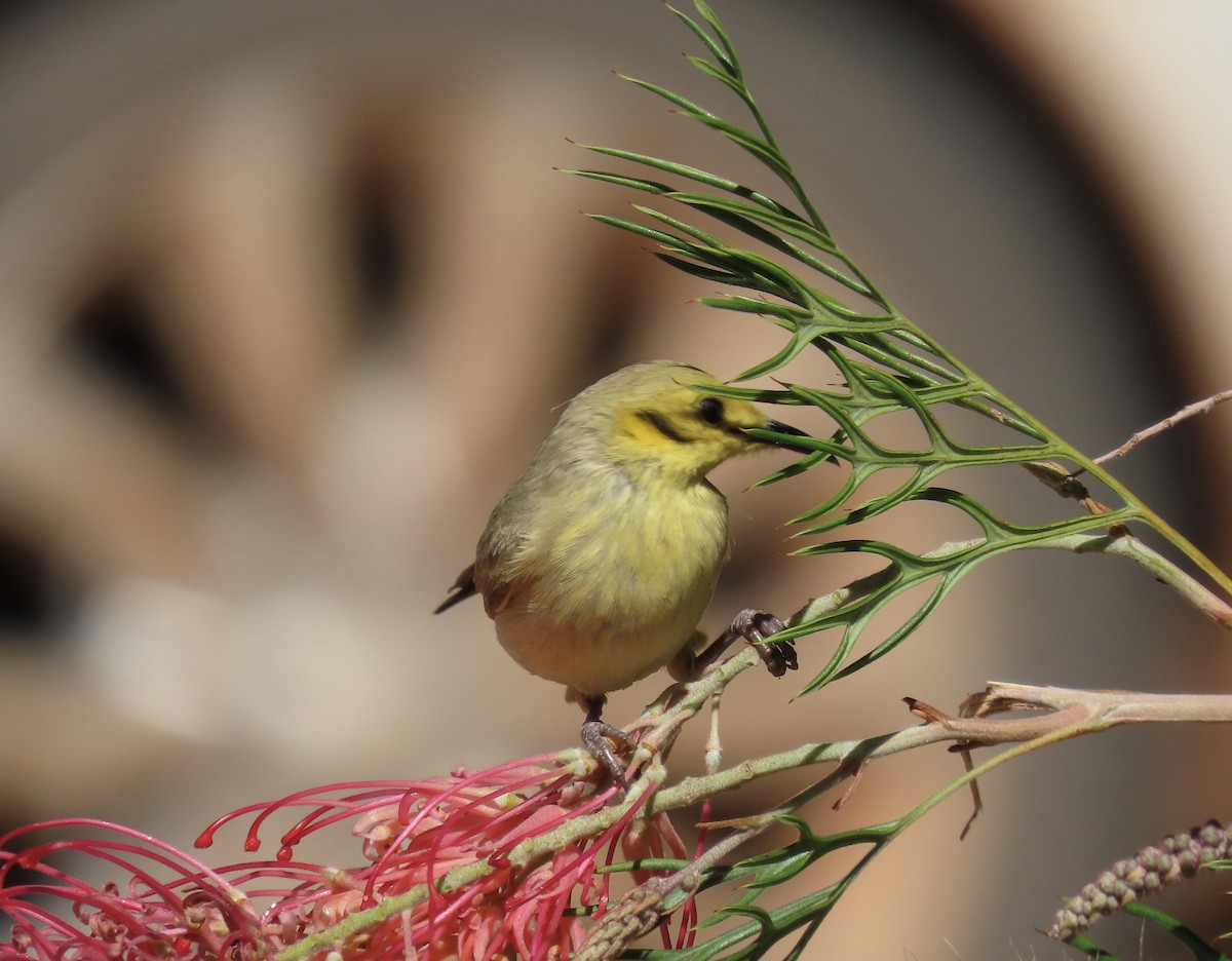 Yellow-tinted Honeyeater - ML474563761