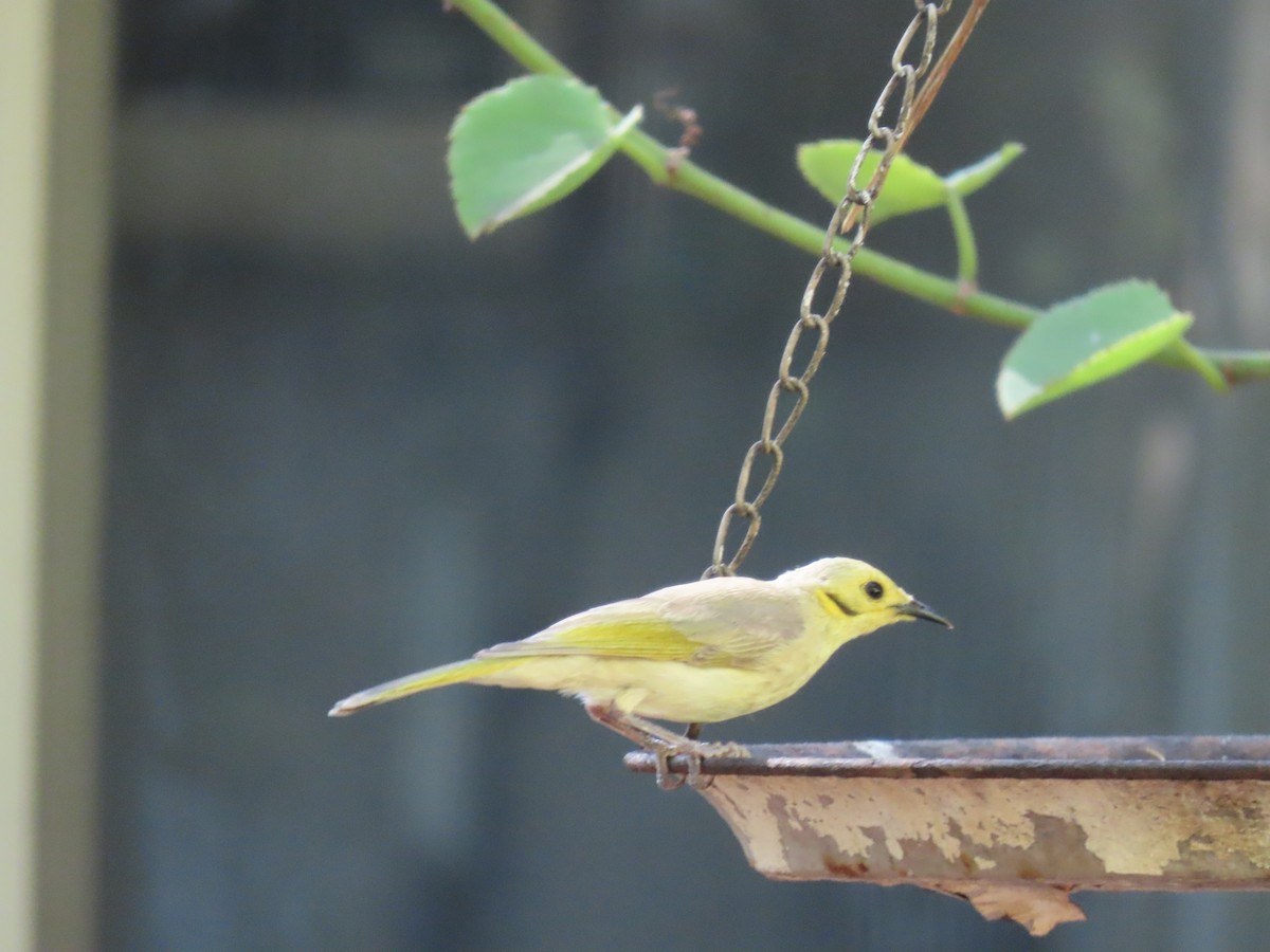 Yellow-tinted Honeyeater - ML474563801