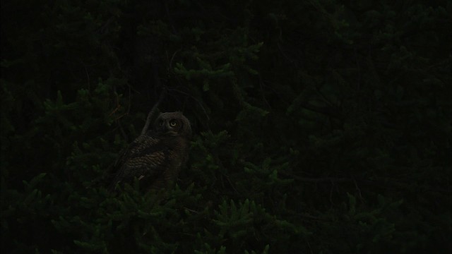 Great Horned Owl - ML474565