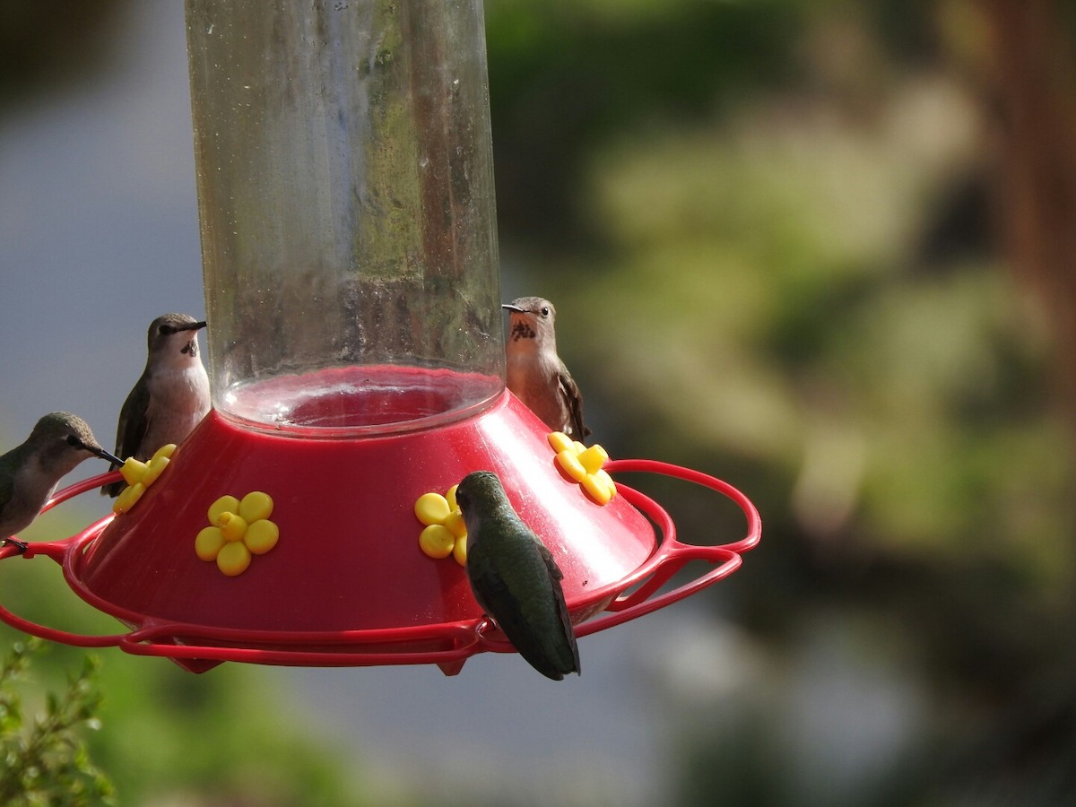 Anna's/Costa's Hummingbird - ML47456561