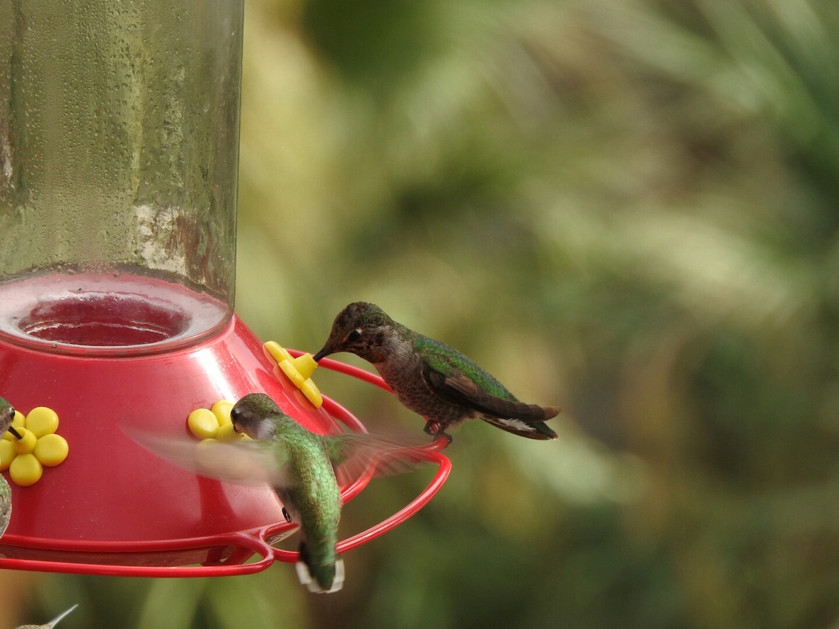 Anna's/Costa's Hummingbird - ML47456591