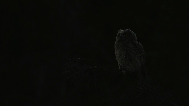 Great Horned Owl - ML474566