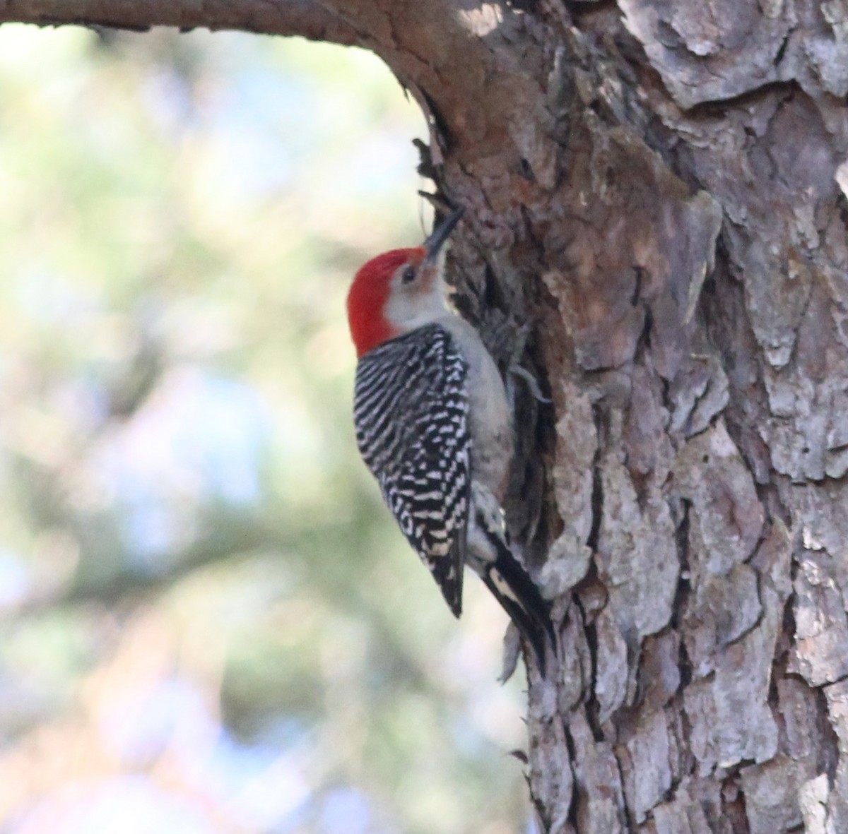 Red-bellied Woodpecker - Daphne Asbell