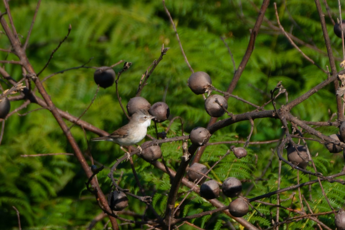 Greater Whitethroat - ML474567481