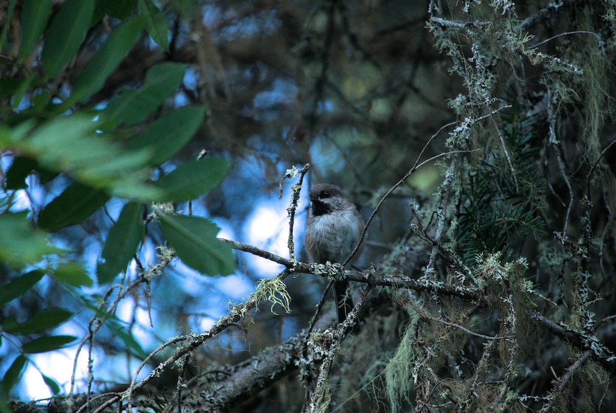 Mésange à tête brune - ML474567631