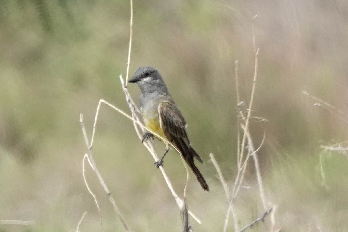 Cassin's Kingbird - ML474567791