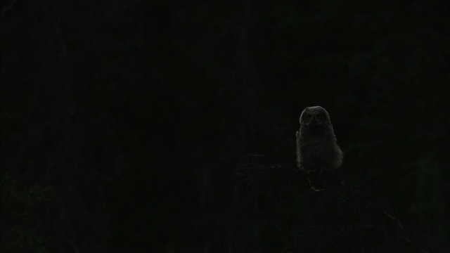 Great Horned Owl - ML474568