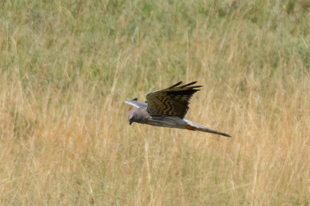 Montagu's Harrier - ML474568161