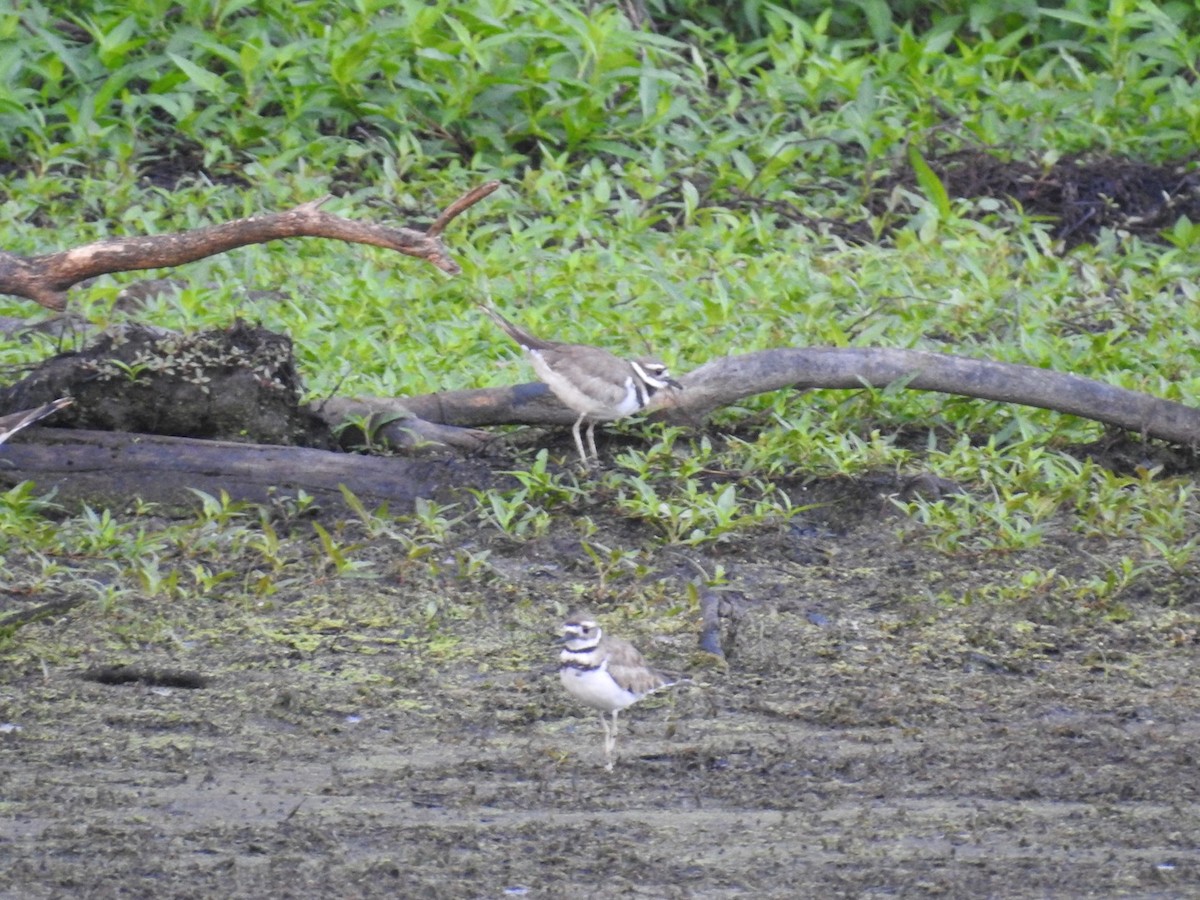 Killdeer - ML474568251