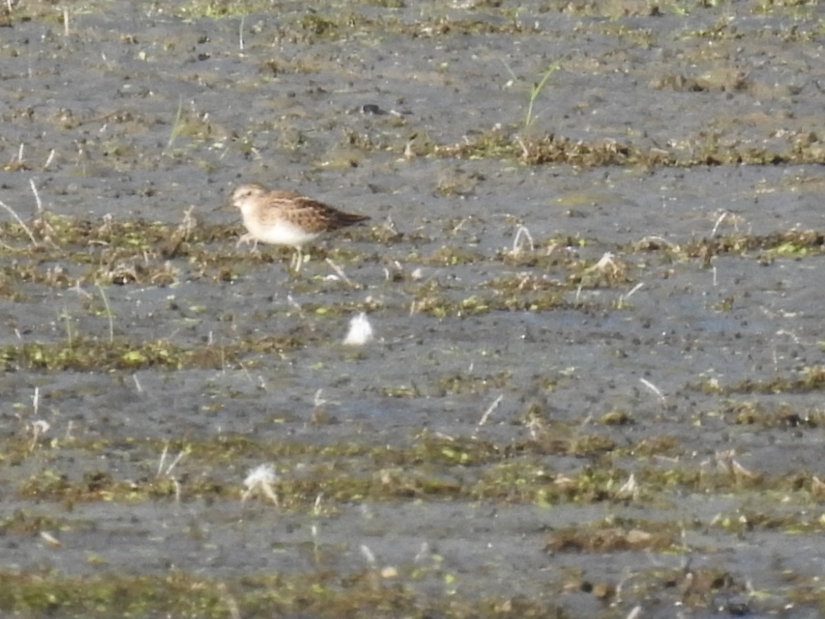 Least Sandpiper - ML474568351