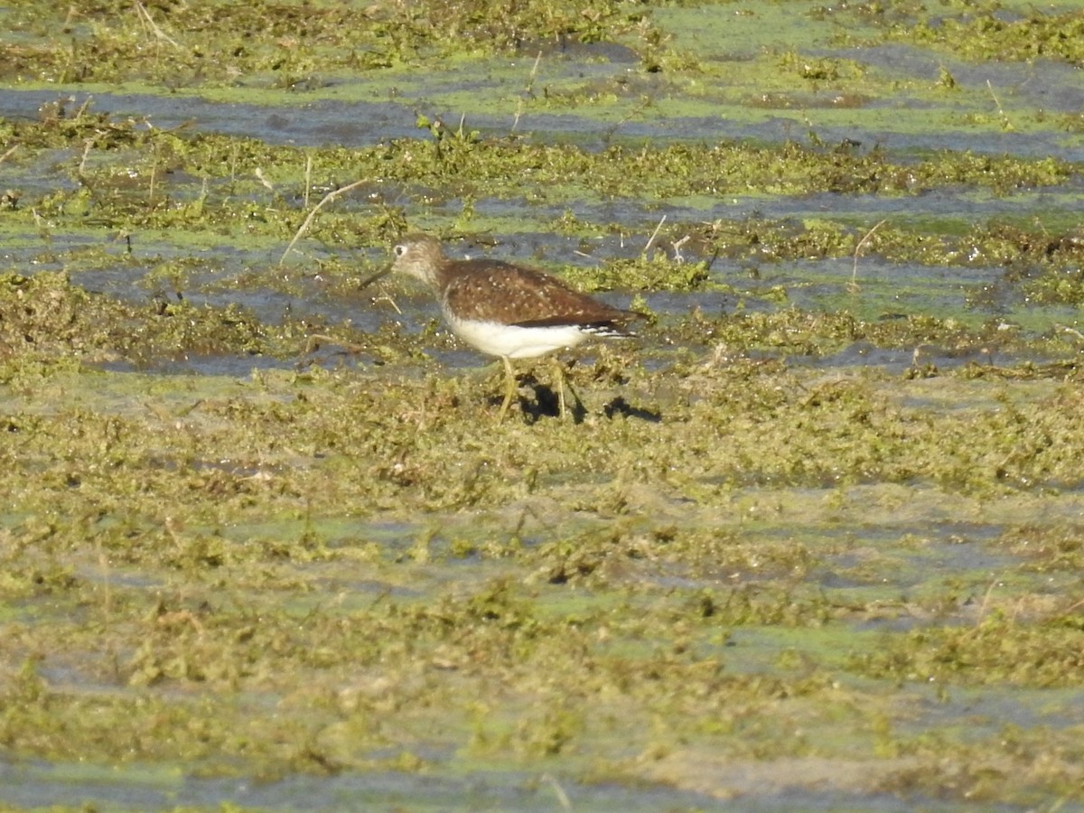 Solitary Sandpiper - ML474568411