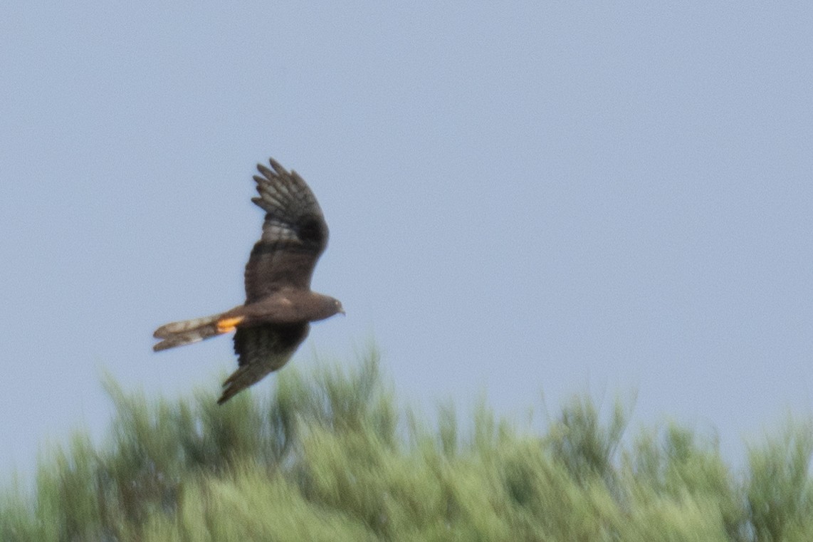 Montagu's Harrier - ML474569301