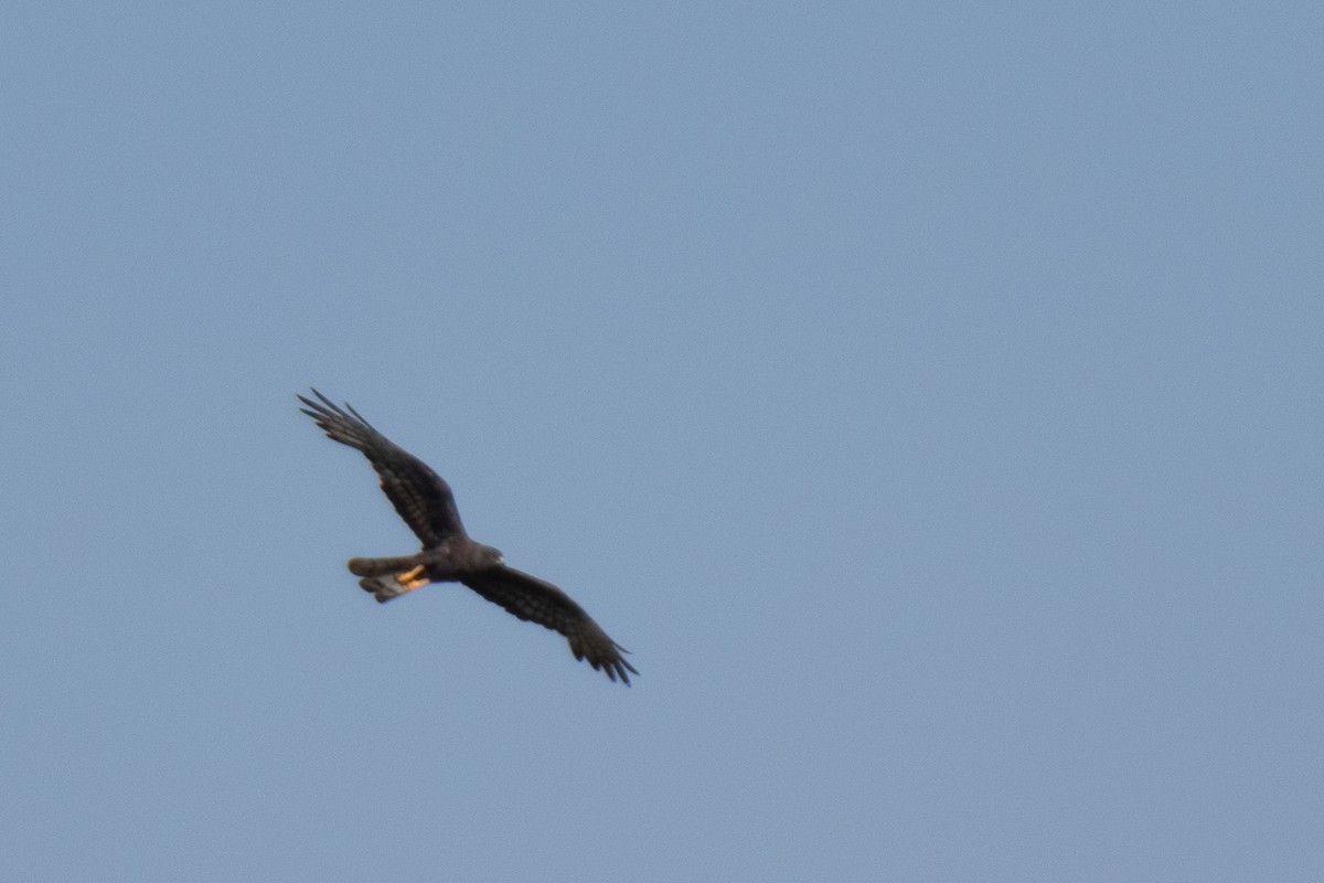 Montagu's Harrier - ML474569321