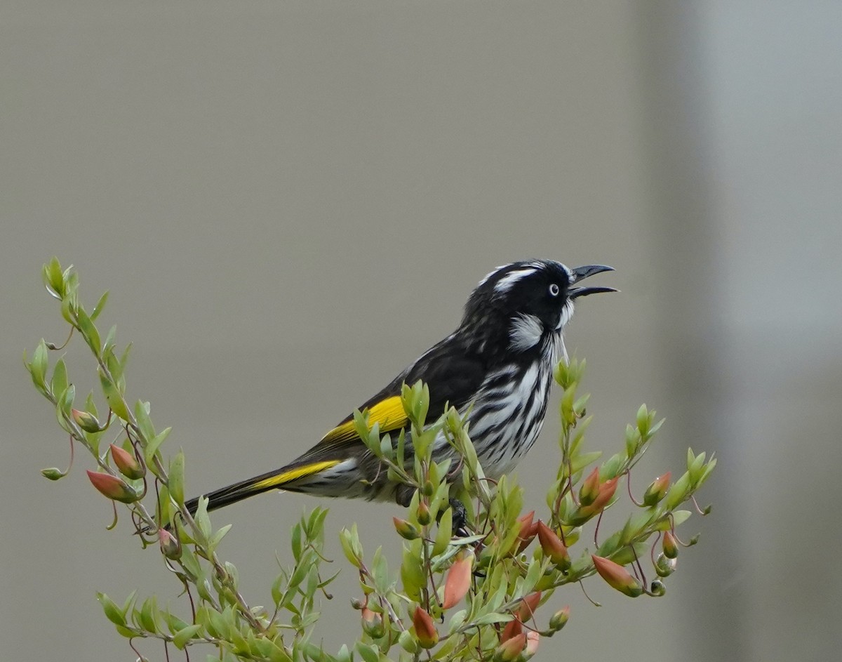 New Holland Honeyeater - ML474569411