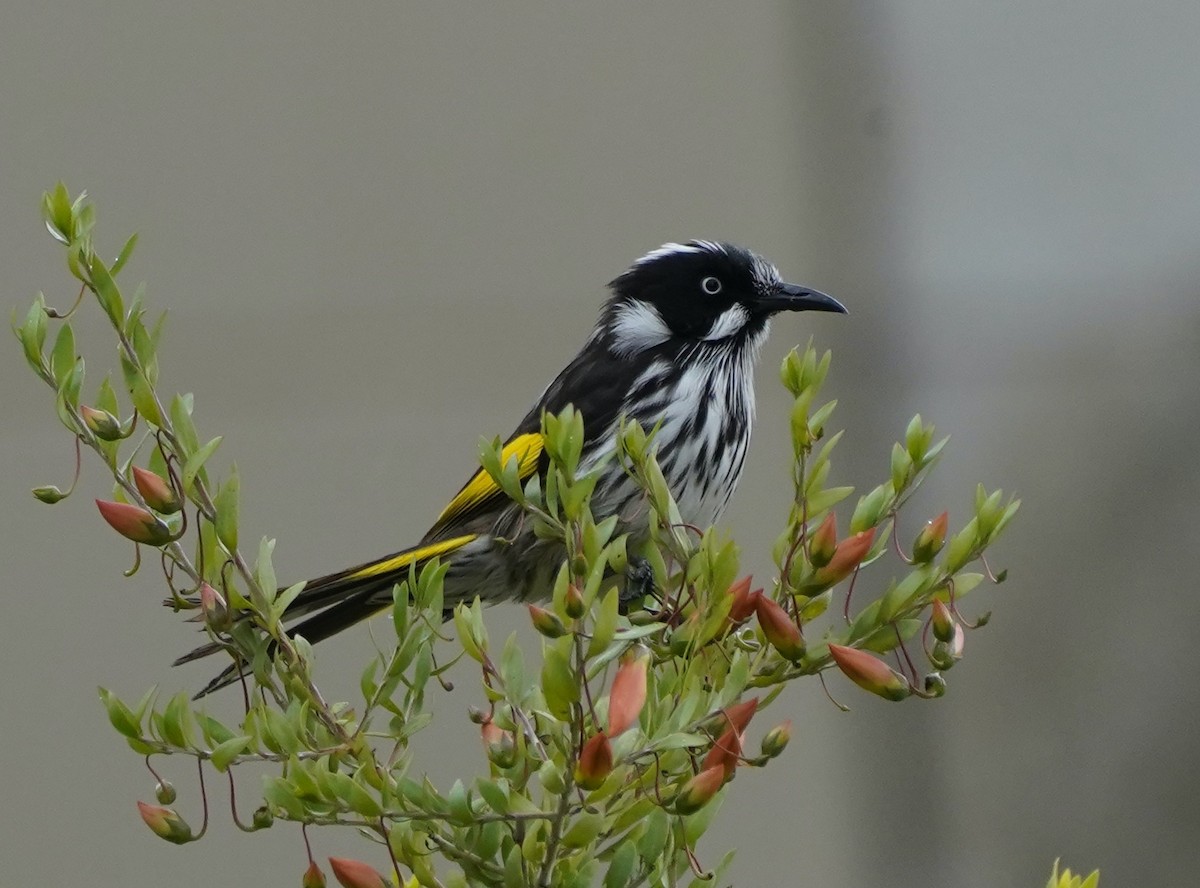 New Holland Honeyeater - ML474569421