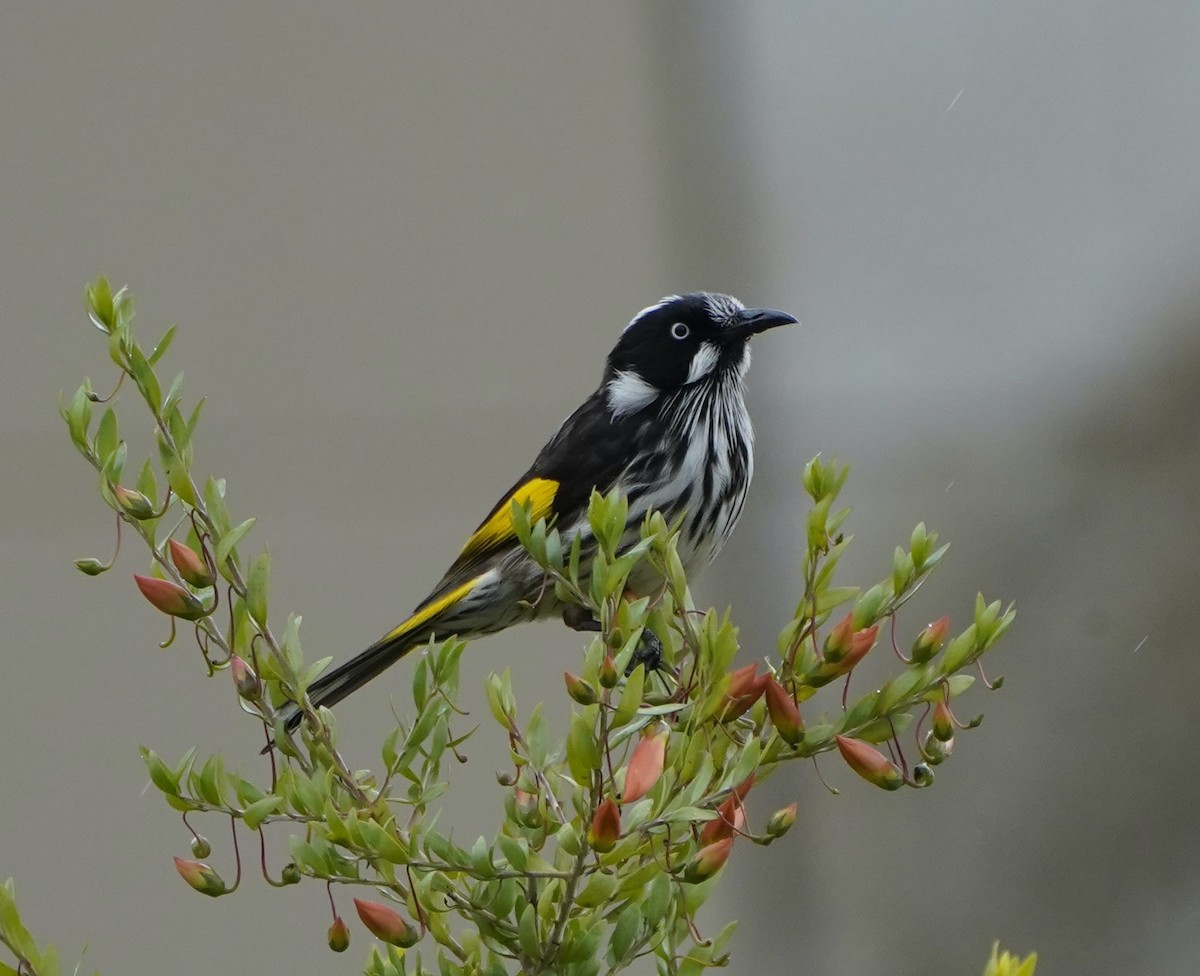 New Holland Honeyeater - ML474569441