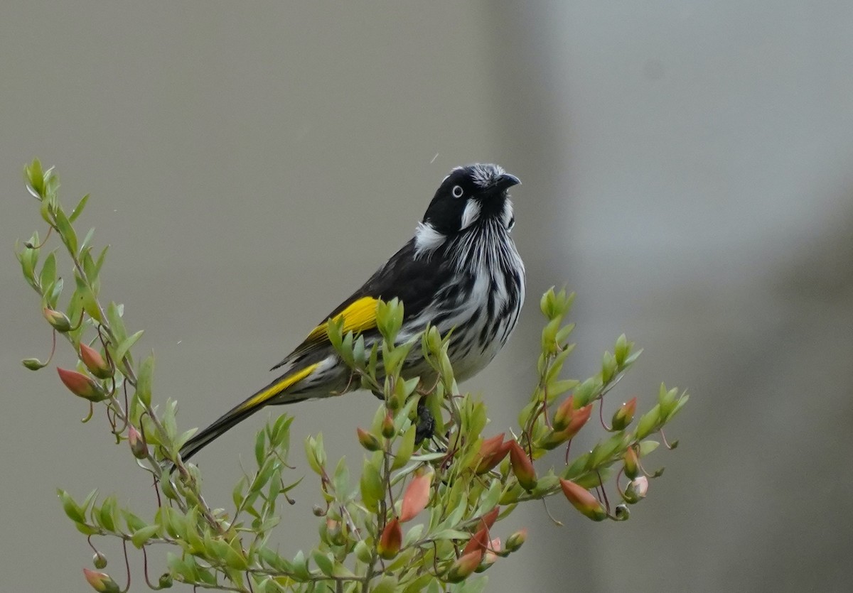 New Holland Honeyeater - ML474569451