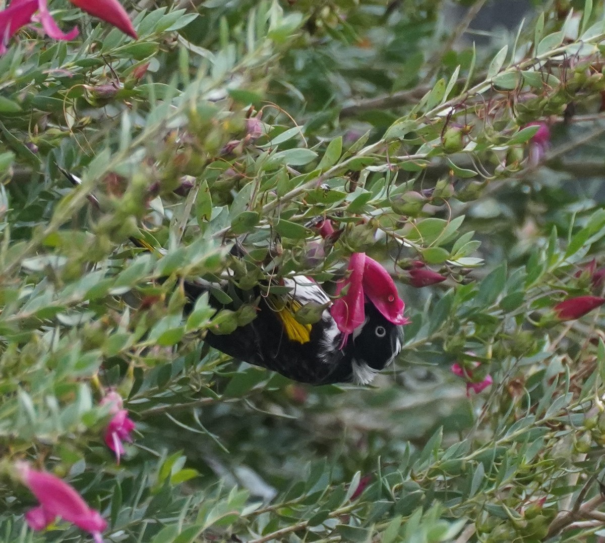 New Holland Honeyeater - ML474569461