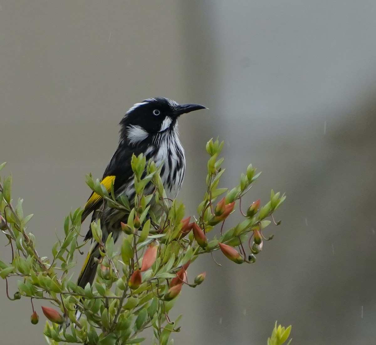 New Holland Honeyeater - ML474569491