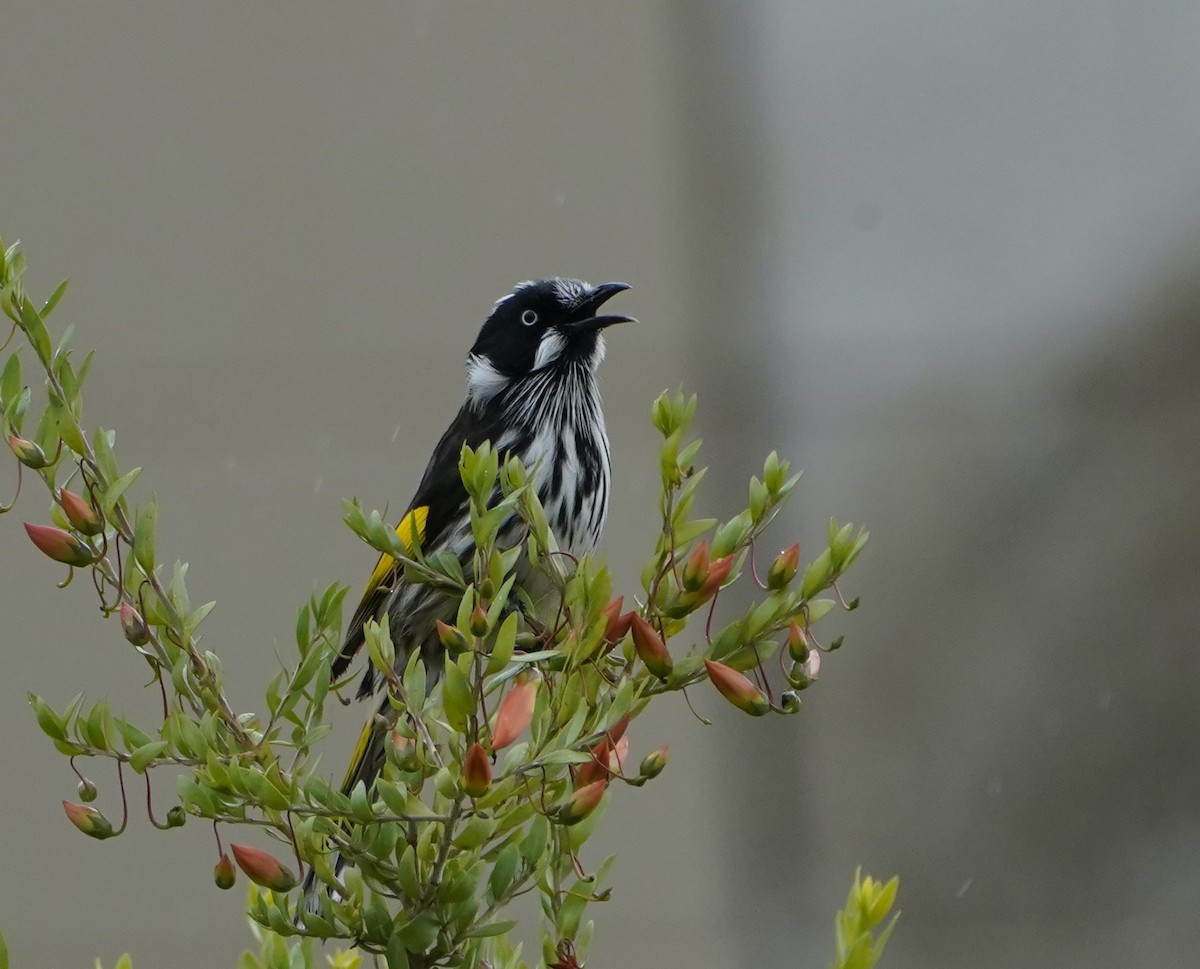 New Holland Honeyeater - ML474569501