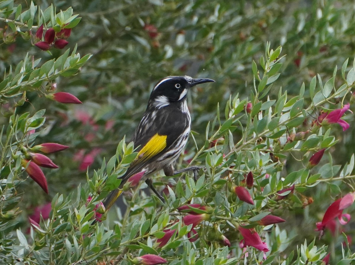 New Holland Honeyeater - ML474569521