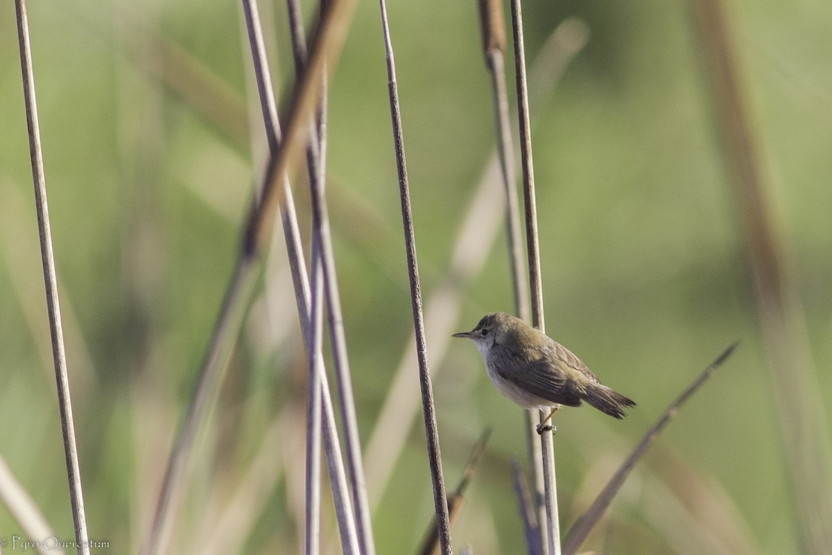 Common Reed Warbler (African) - ML474569601
