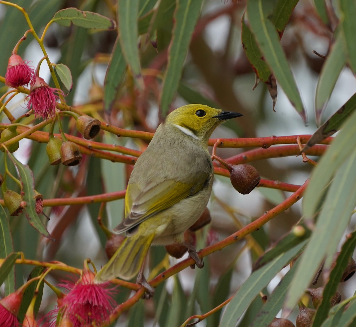 White-plumed Honeyeater - ML474569641