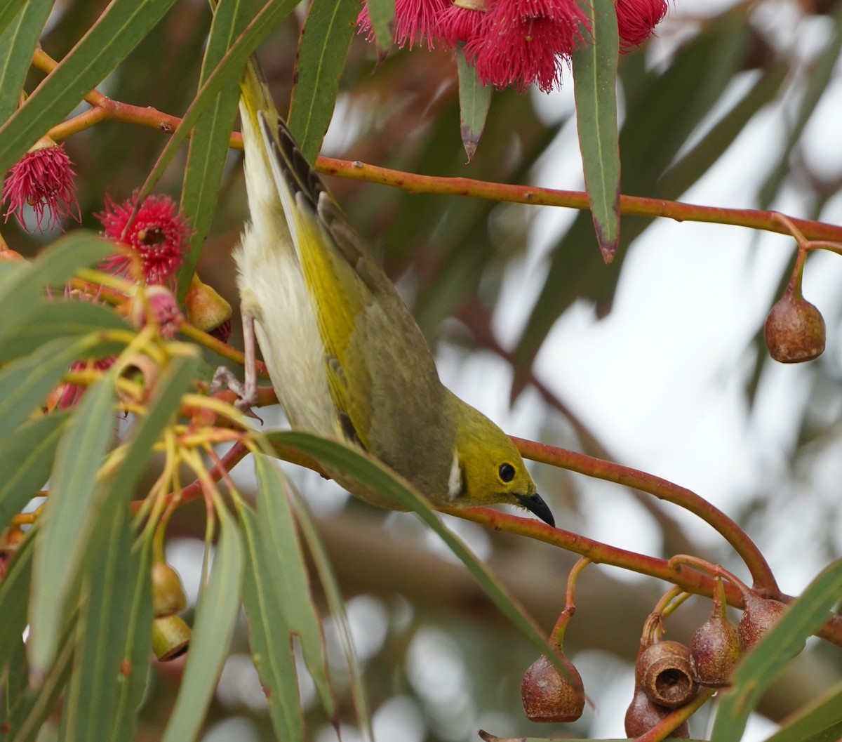 White-plumed Honeyeater - ML474569661