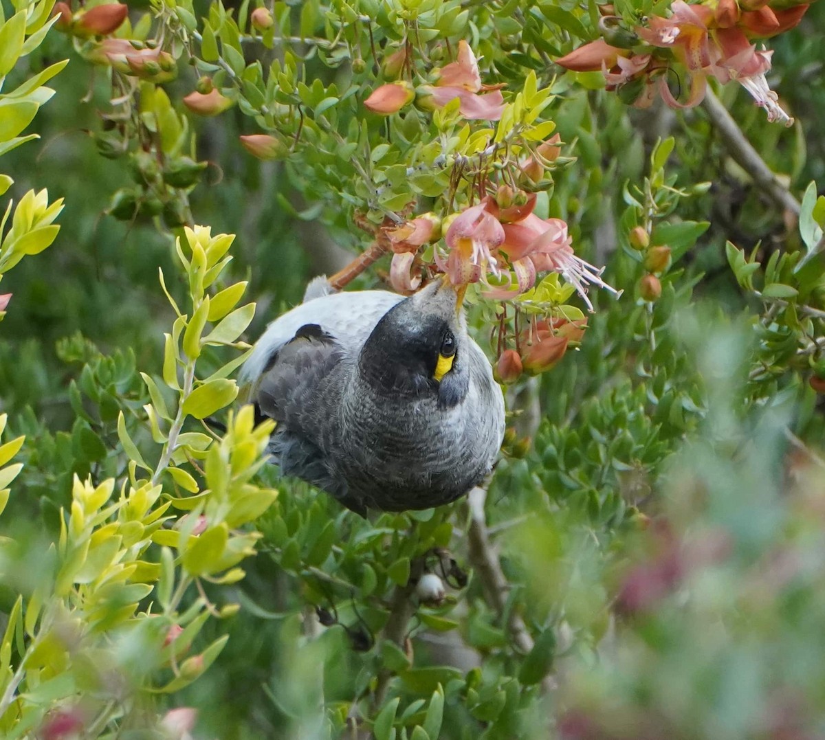 Noisy Miner - ML474569671