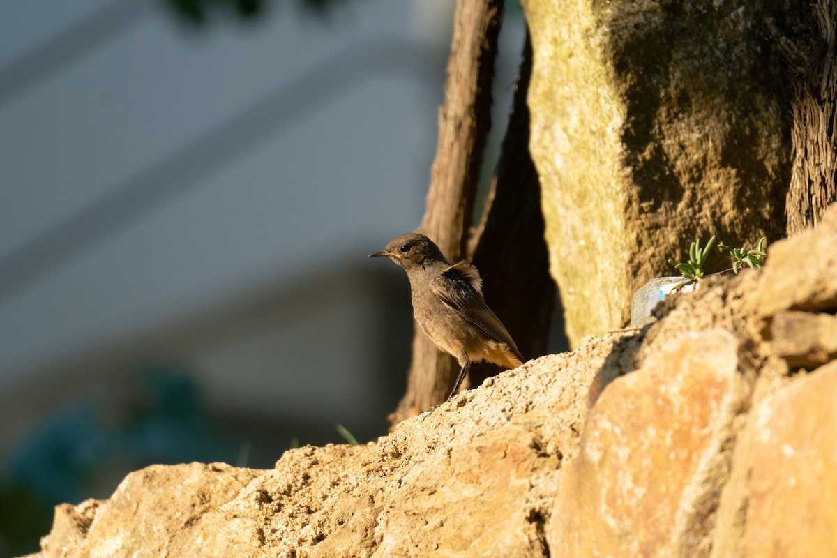 Black Redstart - ML474569751