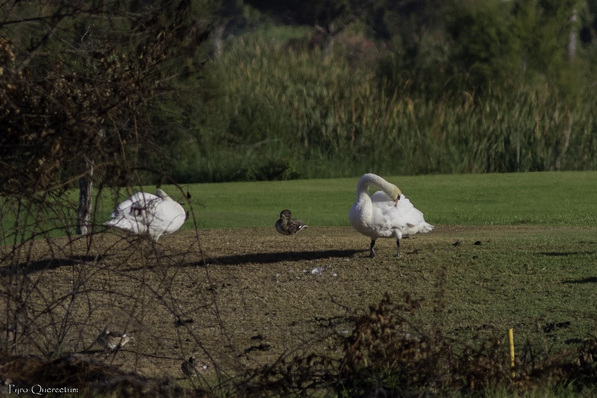 Mute Swan - ML474569841