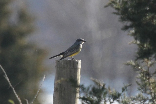 Cassin's Kingbird - Jeffrey Offermann