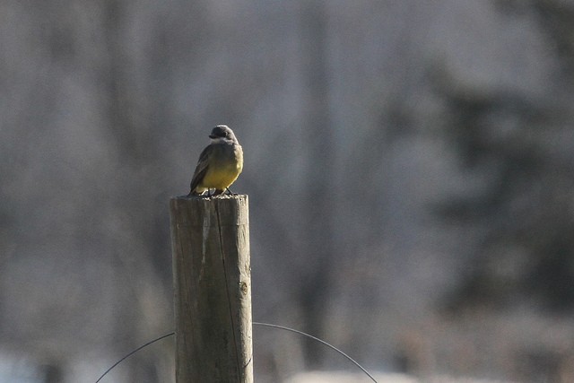 Cassin's Kingbird - Jeffrey Offermann