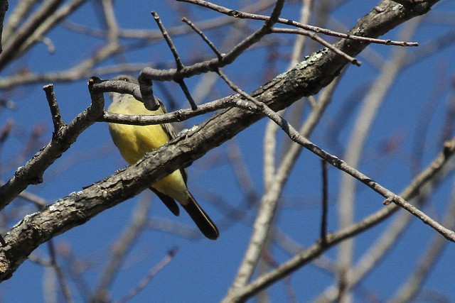 Cassin's Kingbird - ML47457051