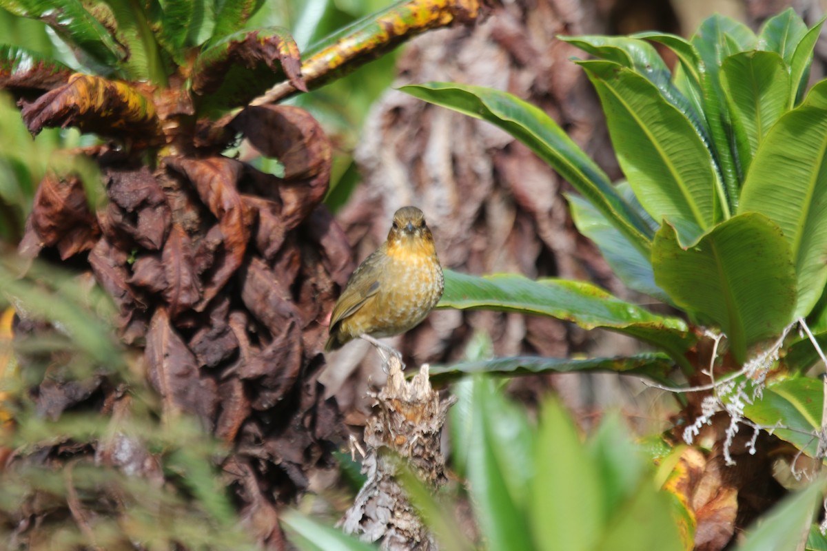 Atuen Antpitta - ML474570711