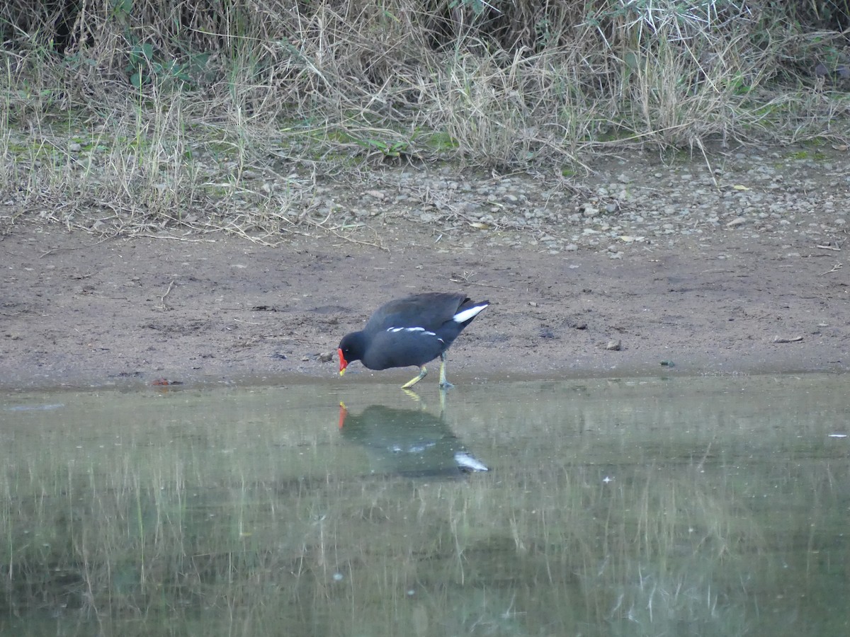 Gallinule poule-d'eau - ML474570721