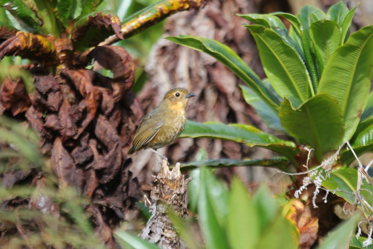 Atuen Antpitta - ML474570741