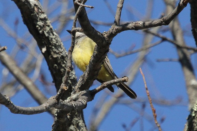 Cassin's Kingbird - ML47457081